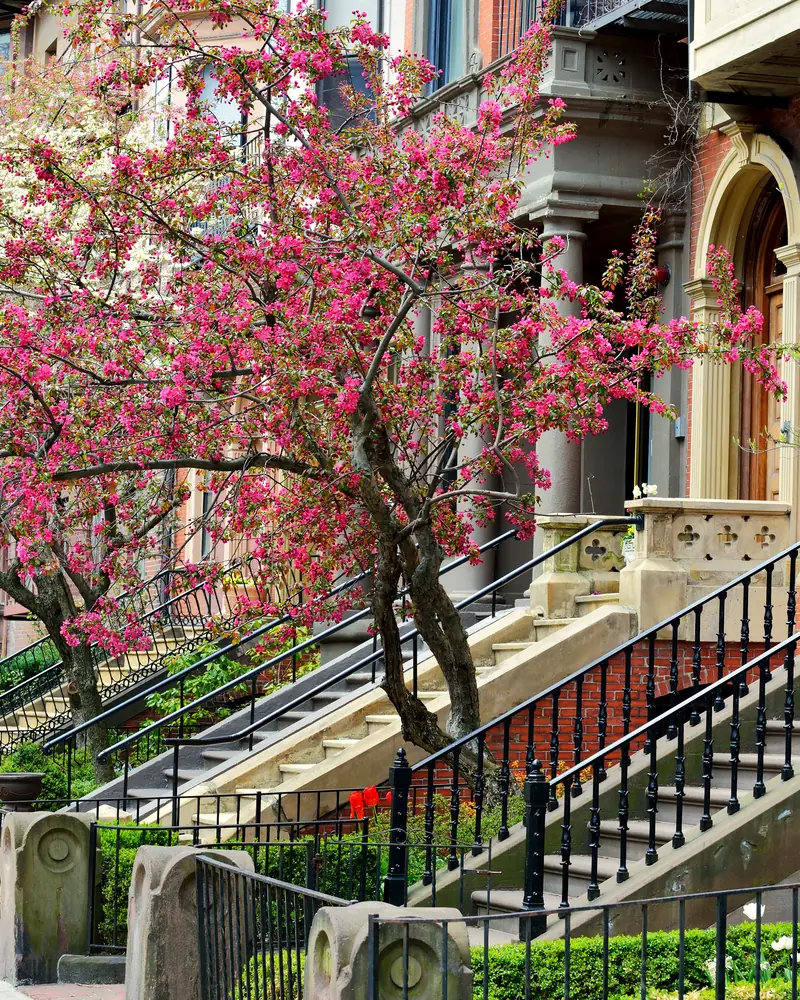 Brownstone row houses in Boston's Back Bay in spring, with pink flowering crabapple and magnolia trees and black iron stair rails