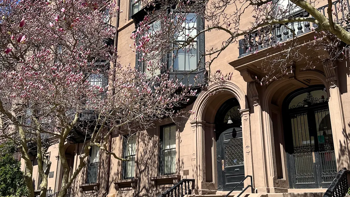 Pink magnolia trees in bloom in front of brownstone row houses with arched entryways and stone stoops